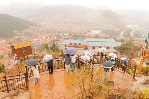 一圖穿越700年 新 鵲華秋色圖 美在何處