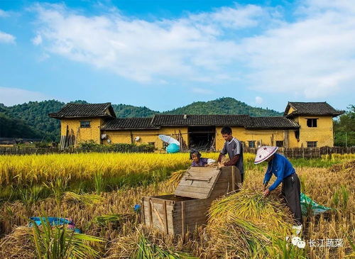 一組秋收圖,看哭好多人 這才是真實(shí)的農(nóng)村生活.......